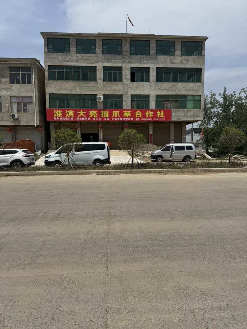 猫爪草中药材家种水洗二遍无熏无硫人工筛选信阳淮滨产地直发