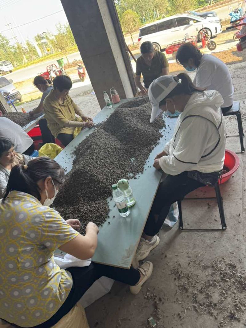 猫爪草中药材家种水洗二遍无熏无硫人工筛选信阳淮滨产地直发