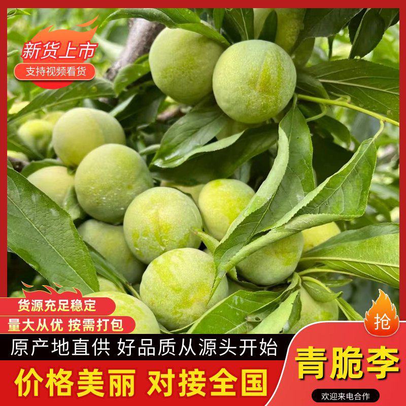 【实力】四川青脆李李子脱骨李大量对接电商一件代发
