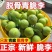 四川青脆李脱骨李李子大量对接社区团购一件代发