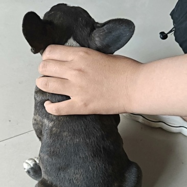 法国斗牛犬