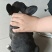 法国斗牛犬
