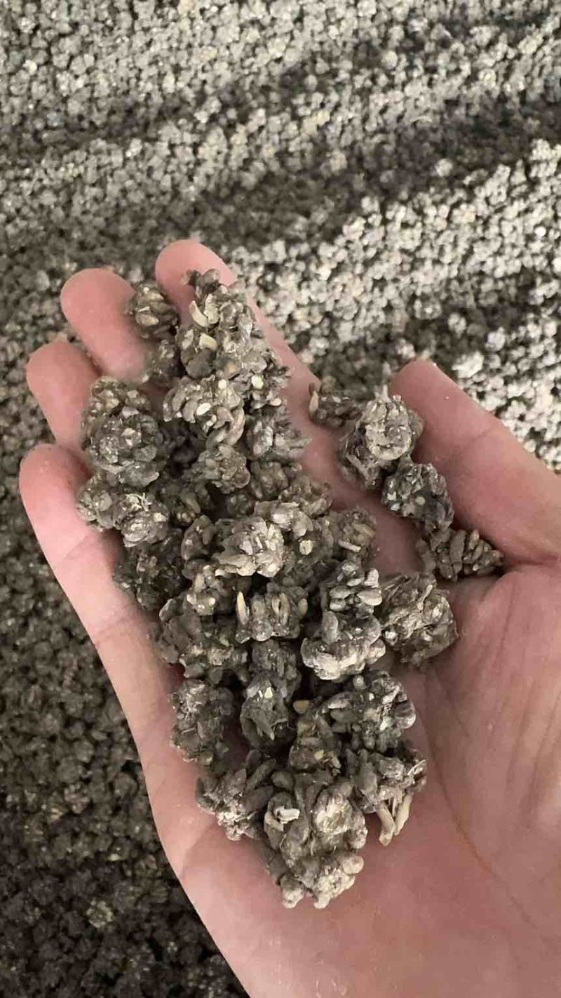 猫爪草中药材家种水洗二遍无熏无硫人工筛选信阳淮滨产地直发