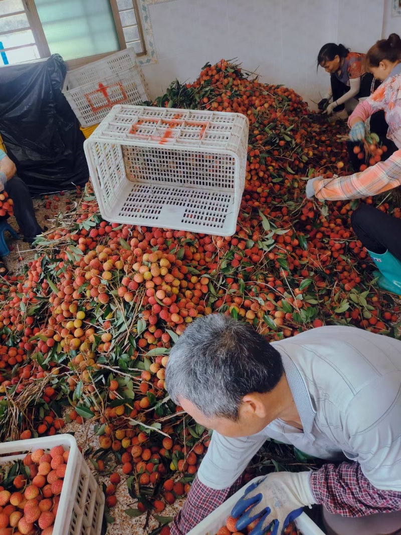 【精选】广西荔枝妃子笑黑叶白糖罂大量上市可视频