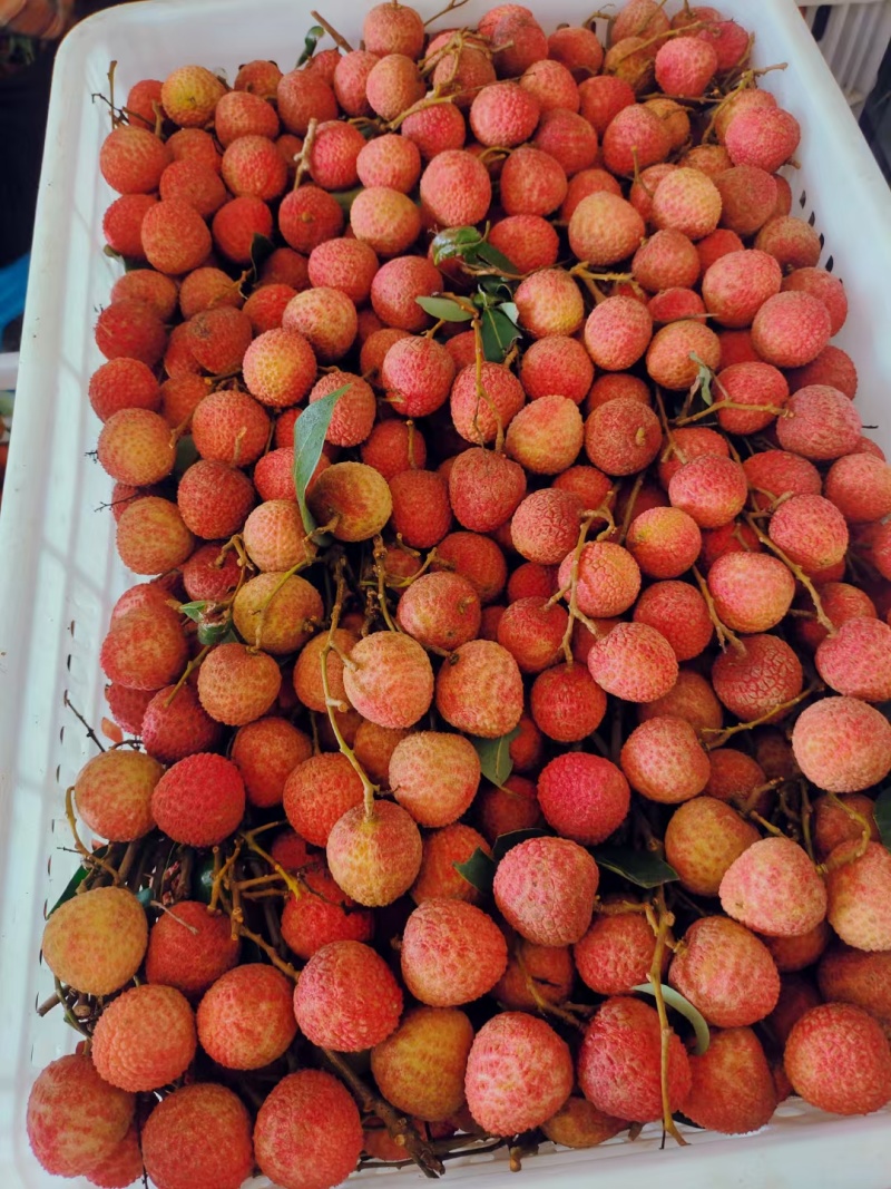 【精选】广西荔枝妃子笑黑叶白糖罂大量上市可视频