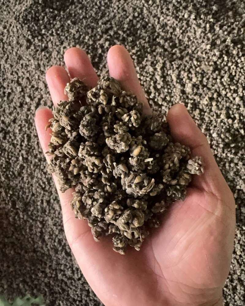 猫爪草中药材家种水洗二遍无熏无硫人工筛选信阳淮滨产地直发