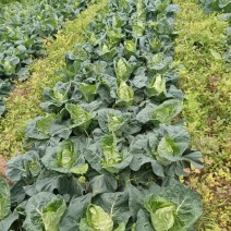 牛心甘蓝包菜/云南昭通牛心甘蓝货源充足/服务周到欢迎选购
