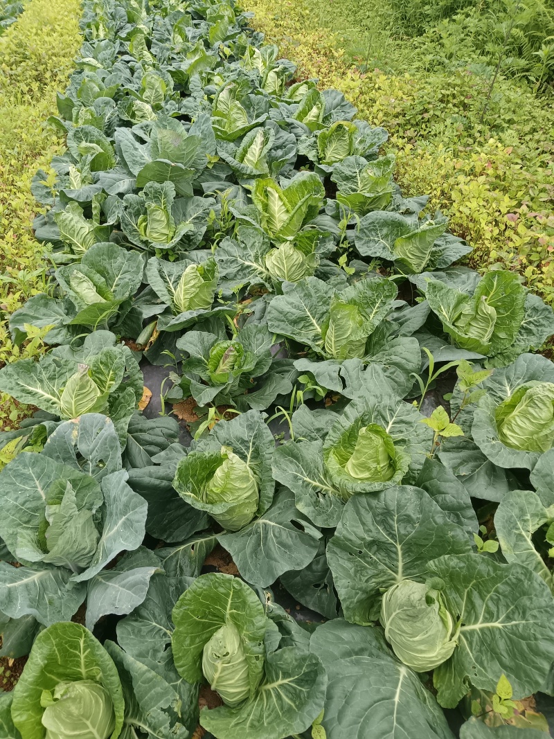 牛心甘蓝包菜/云南昭通牛心甘蓝货源充足/服务周到欢迎选购