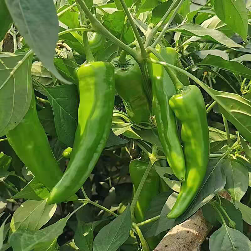 湖北55号辣椒产地大量有货，保证质量，量大从优。