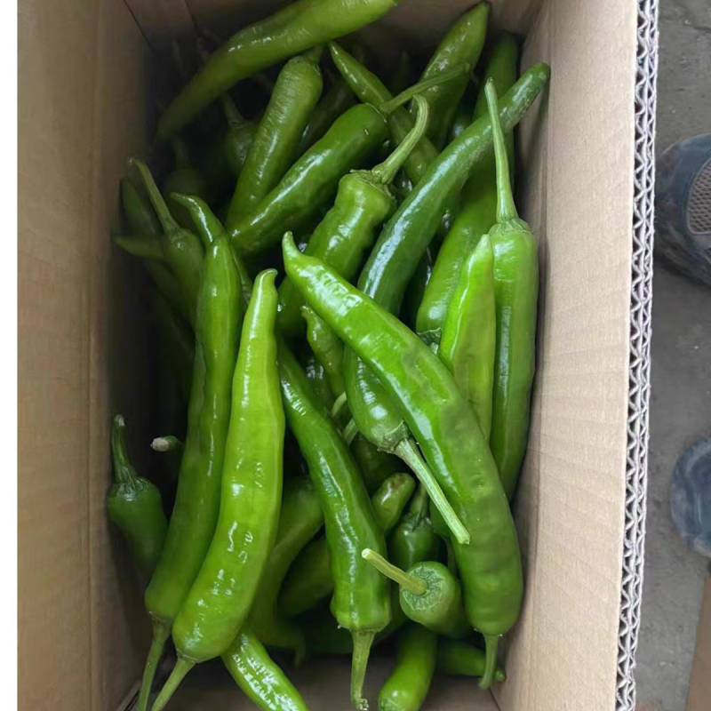 湖北55号辣椒产地大量有货，保证质量，量大从优。