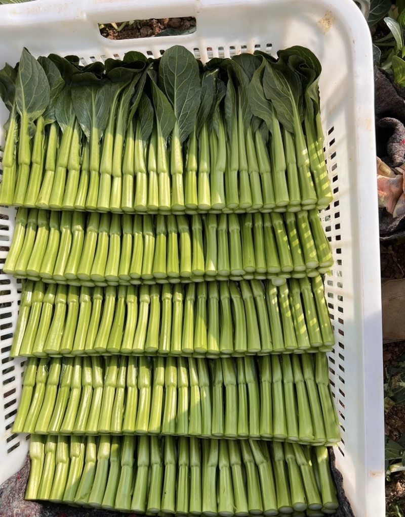 宁夏尖叶甜菜心