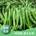 湖北55号辣椒产地大量有货，保证质量，量大从优。