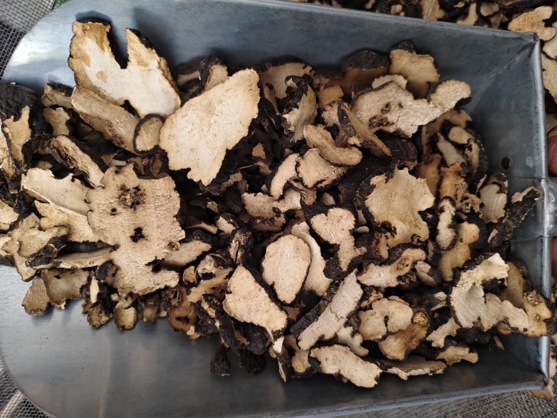 猪苓中药材猪苓片好统货散装批发