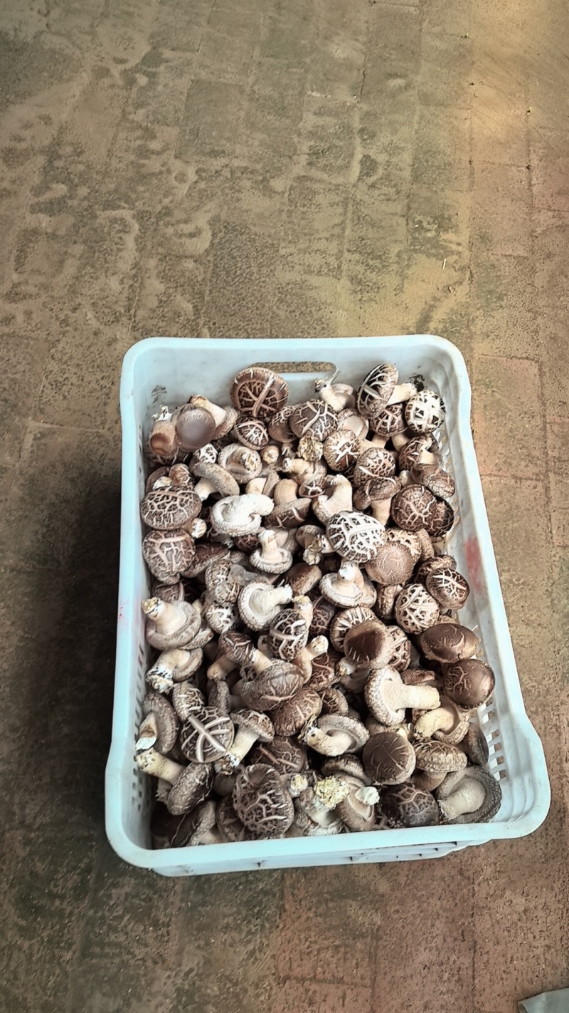 鲜香菇