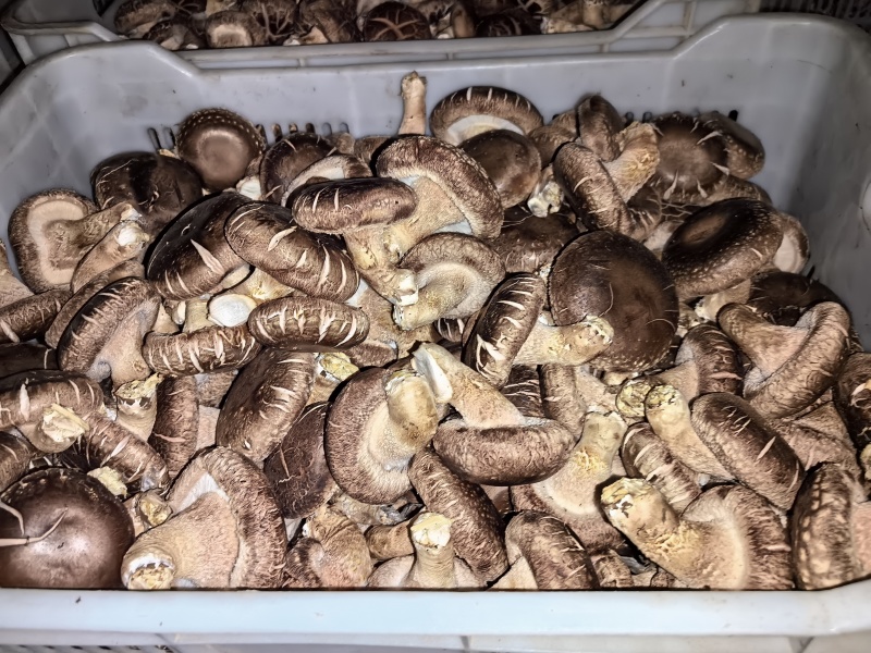 鲜香菇