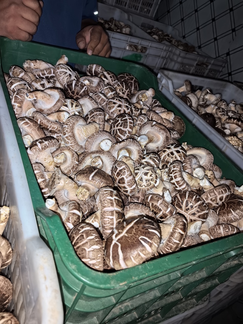 鲜香菇