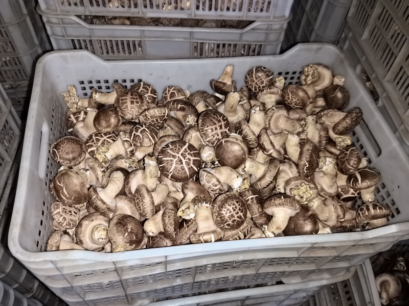 鲜香菇