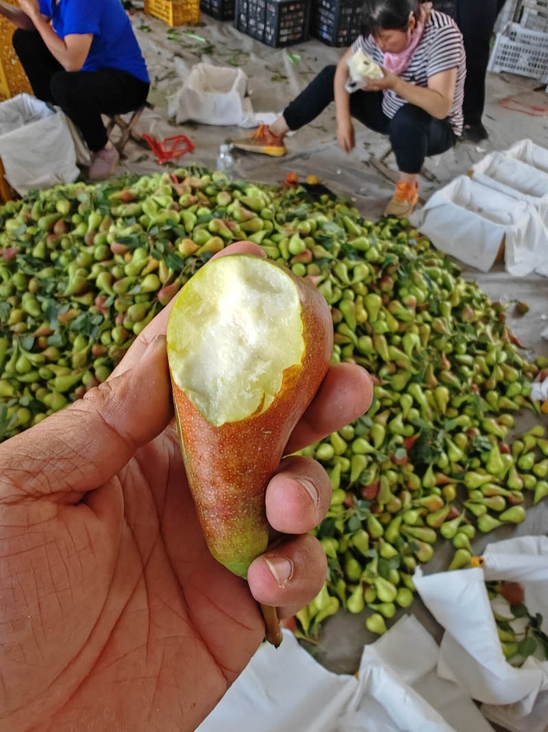 葫芦梨，葫芦梨，大量上市，一手货源，代办，代发