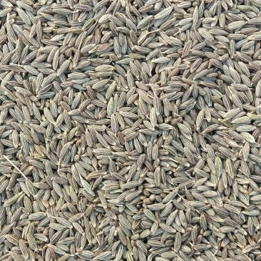 新疆孜然量大从优欢迎咨询