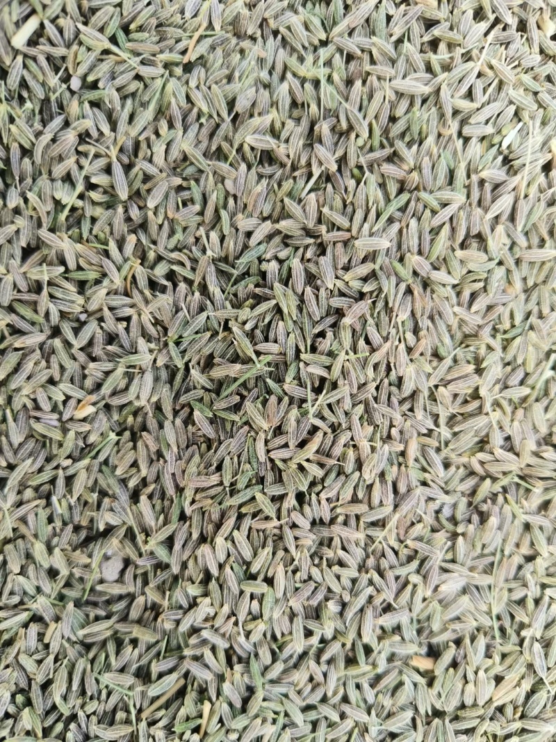 新疆孜然量大从优欢迎咨询