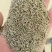 新疆孜然量大从优欢迎咨询