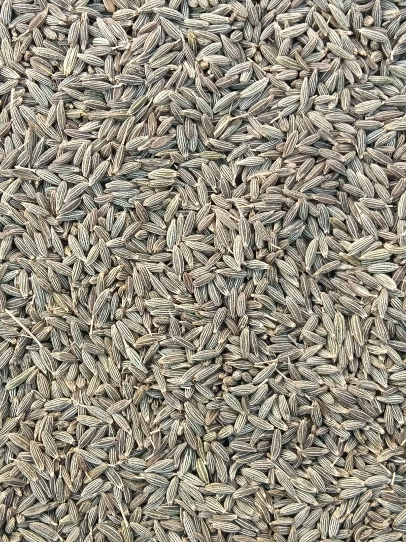 新疆孜然量大从优欢迎咨询