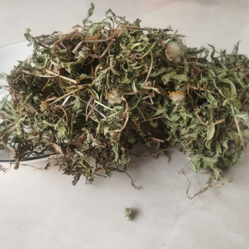 中药材蒲公英野生公英干净量大从优