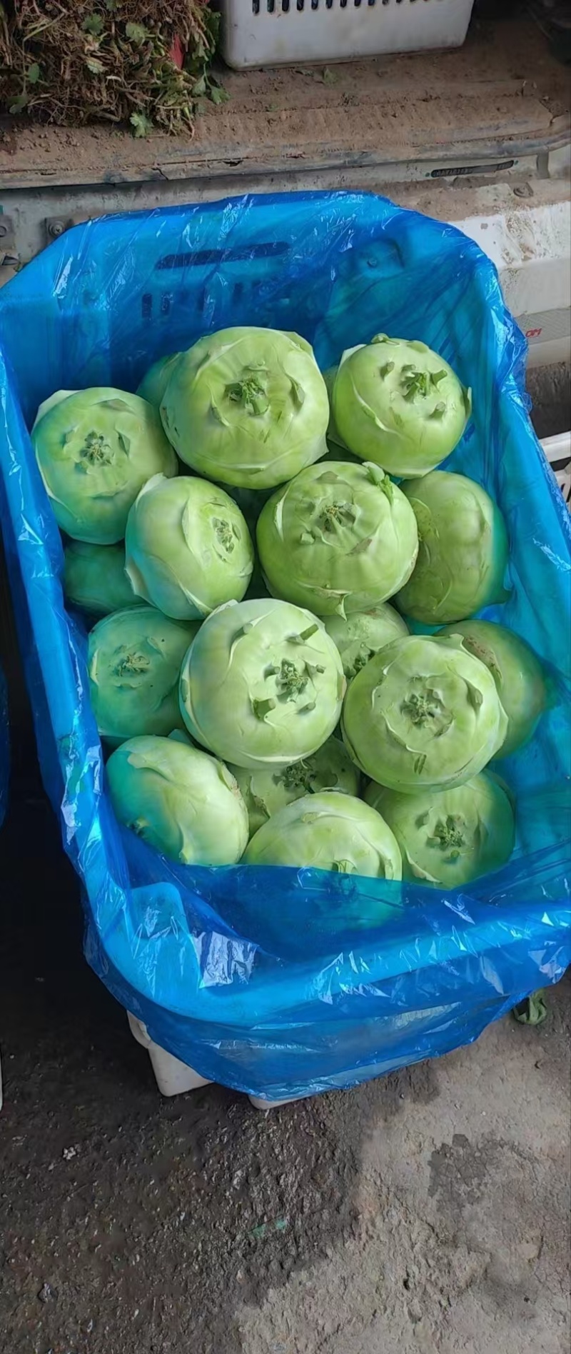 苤蓝