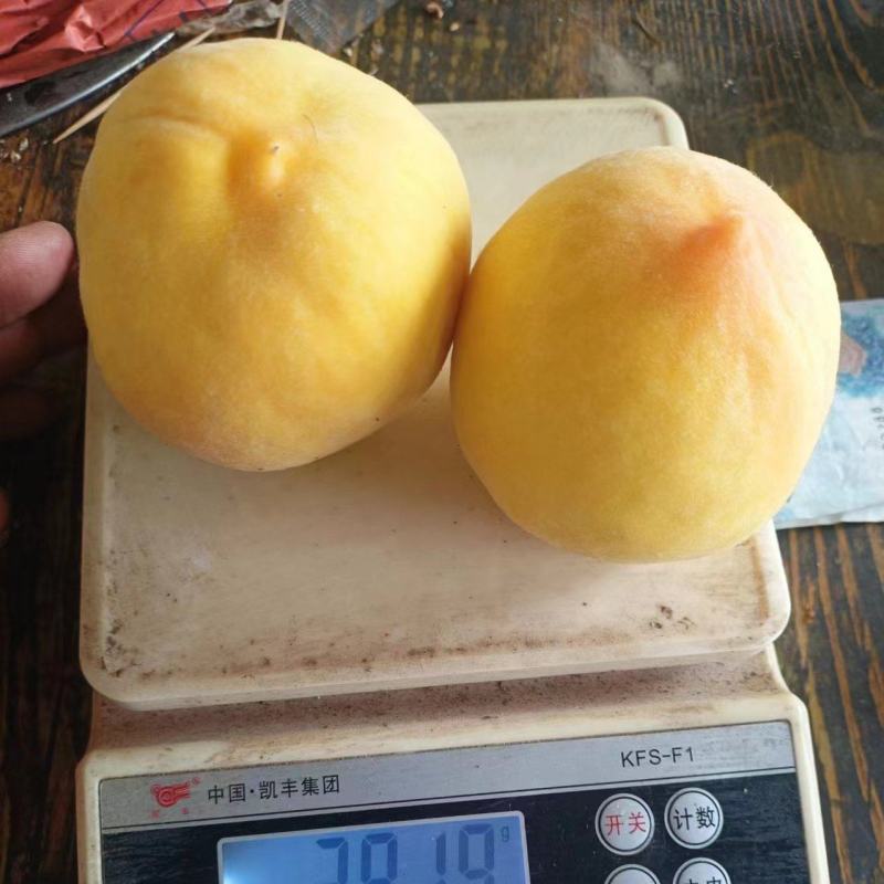 江苏丰县大沙河黄金刚，黄桃中桃十大量上市基地直供