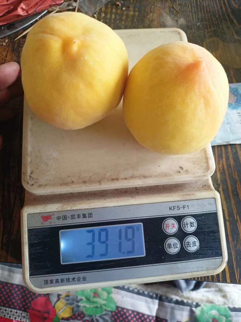 江苏丰县大沙河黄金刚，黄桃中桃十大量上市基地直供