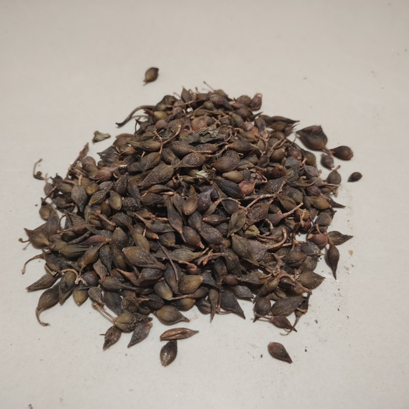 中药材连翘量大从优