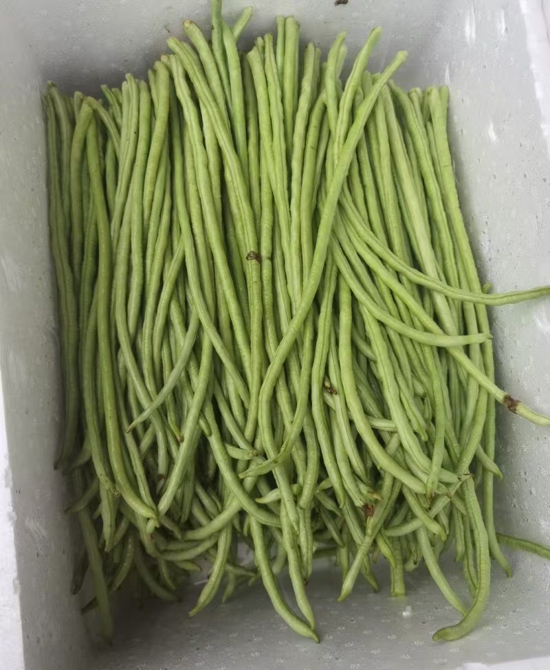 精选《甜豆角&青条豆角&豇豆角》广西豆角/产地代发全国