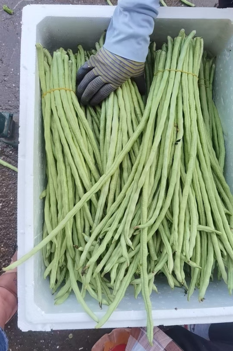 精选《甜豆角&青条豆角&豇豆角》广西豆角/产地代发全国