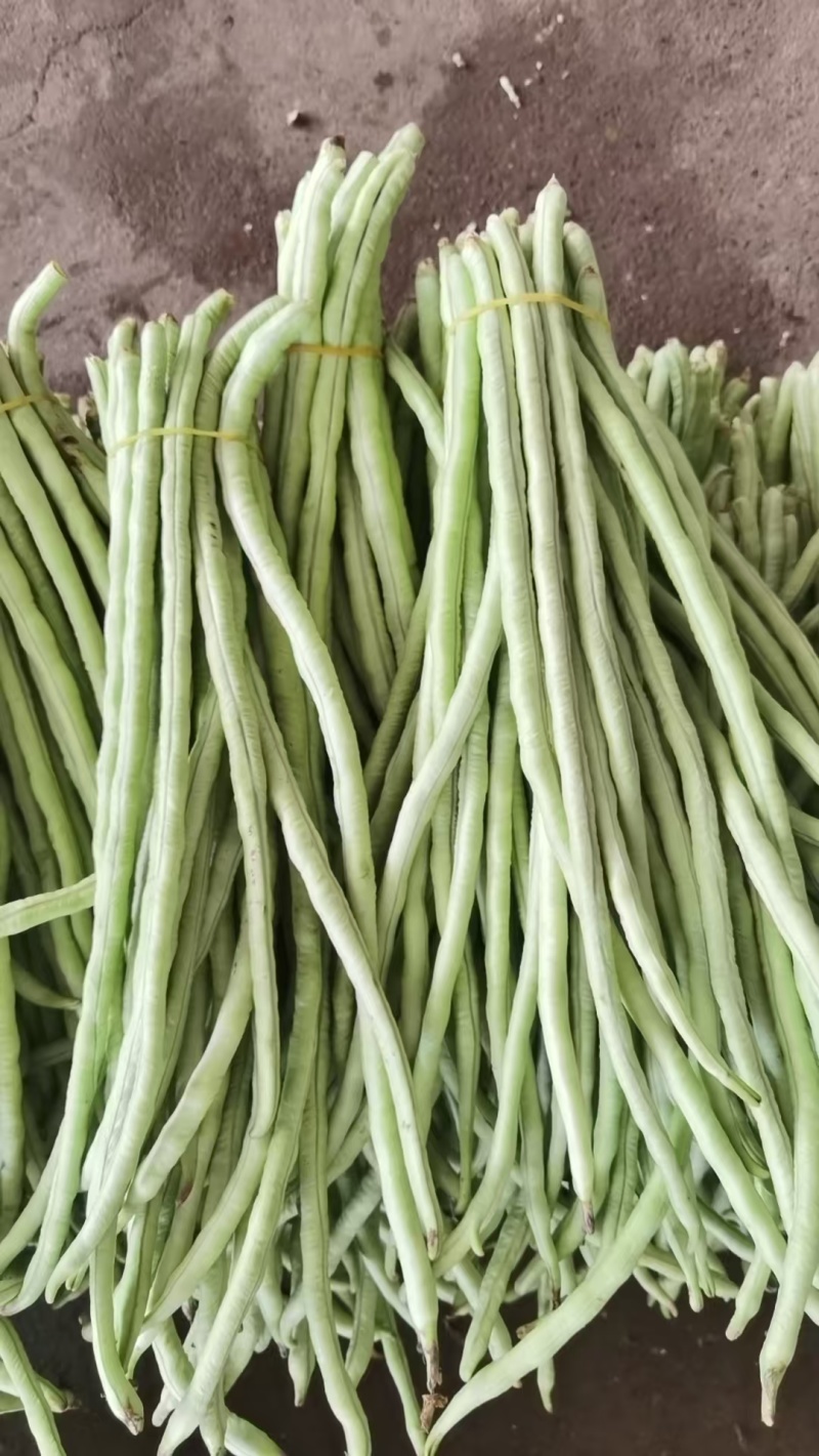 精选《甜豆角&青条豆角&豇豆角》广西豆角/产地代发全国