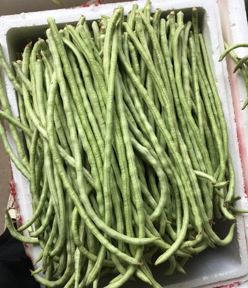 精选《甜豆角&青条豆角&豇豆角》广西豆角/产地代发全国