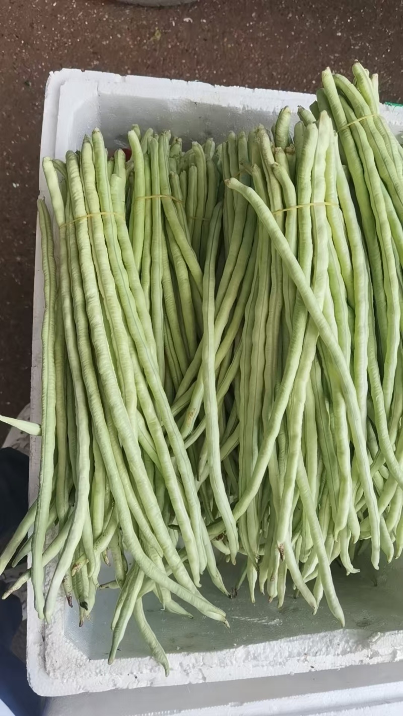 精选《甜豆角&青条豆角&豇豆角》广西豆角/产地代发全国