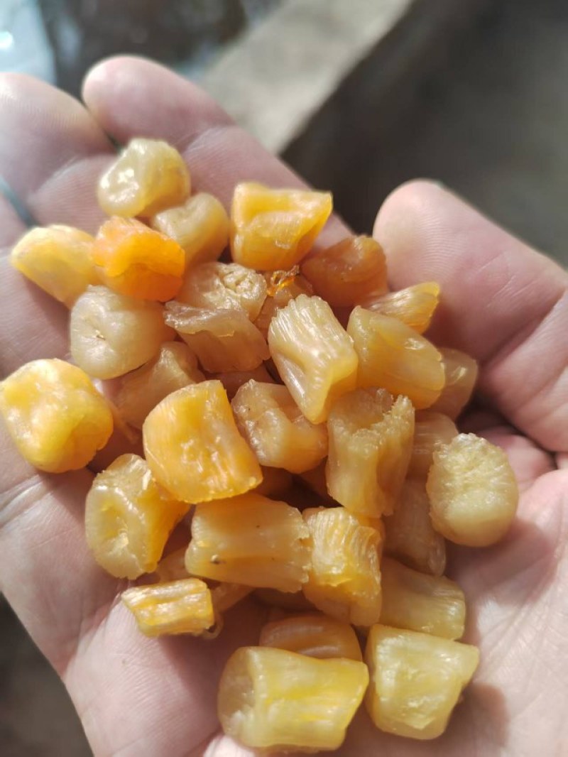 瑶柱批发湛江特产