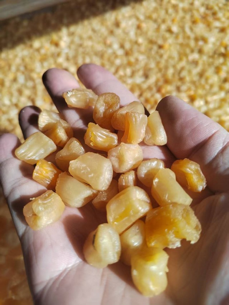 瑶柱批发湛江特产