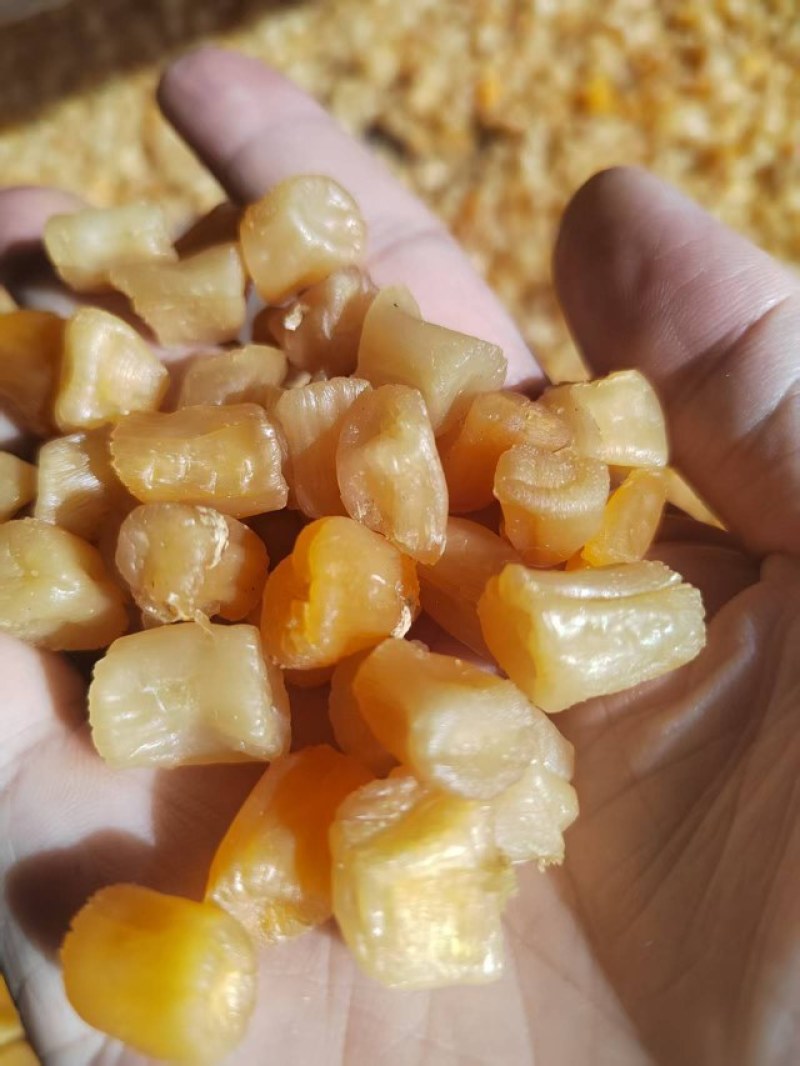 瑶柱批发湛江特产