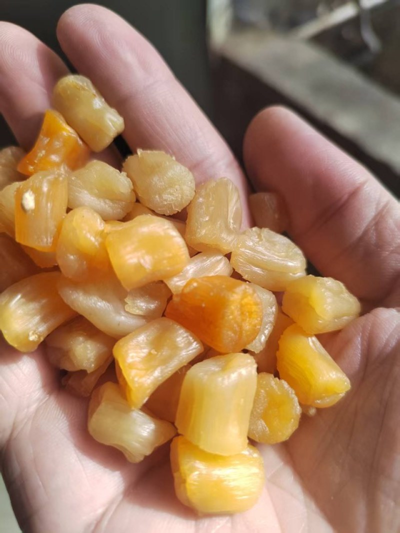 瑶柱批发湛江特产