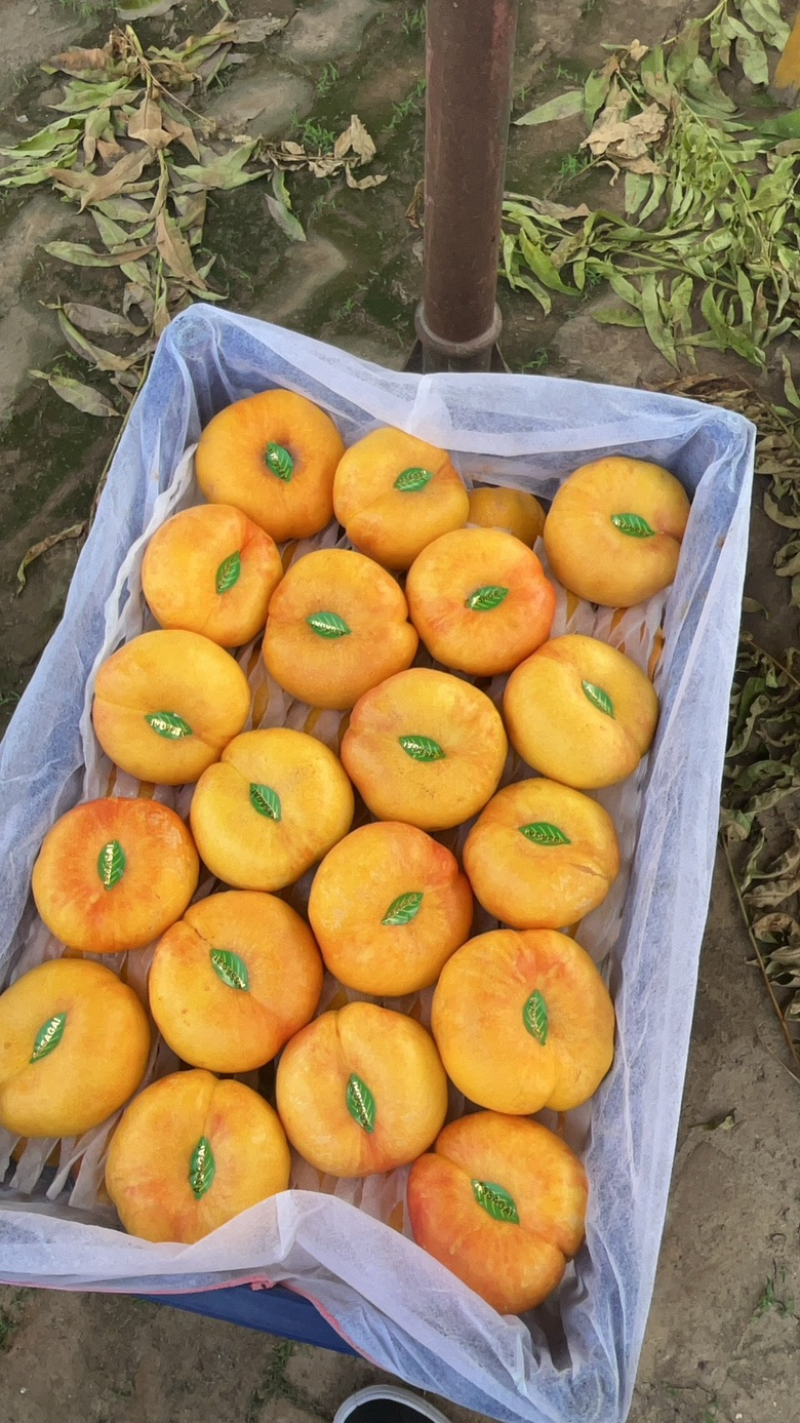 油蟠桃油蟠9号河北油桃产地直发口感甜品质好量大优惠