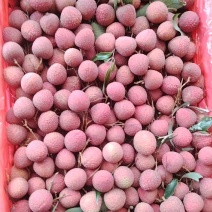精品广东茂名黑叶荔枝大量上市货源充足量大从优诚信经营致电