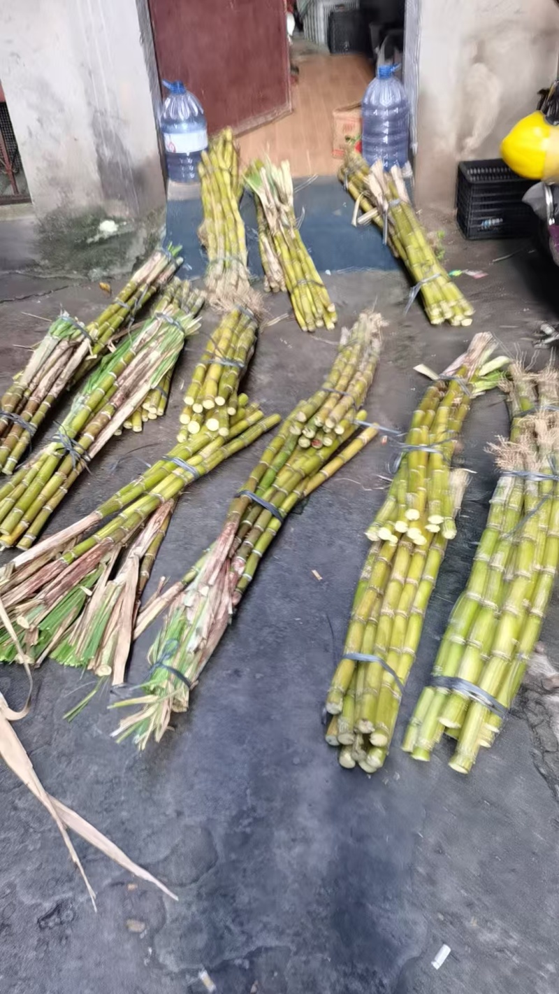 竹蔗
