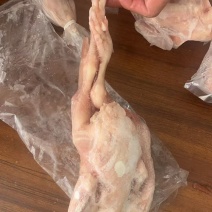 出售二级6/8全净膛鸽子