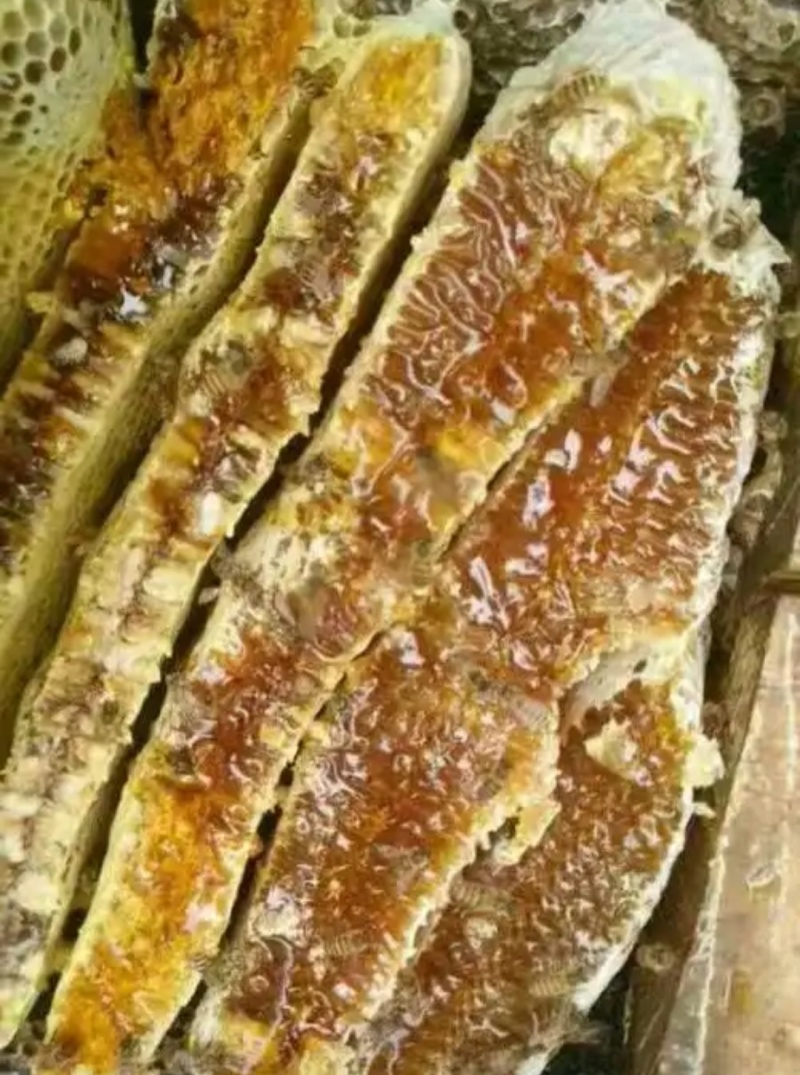 中华土蜂蜜