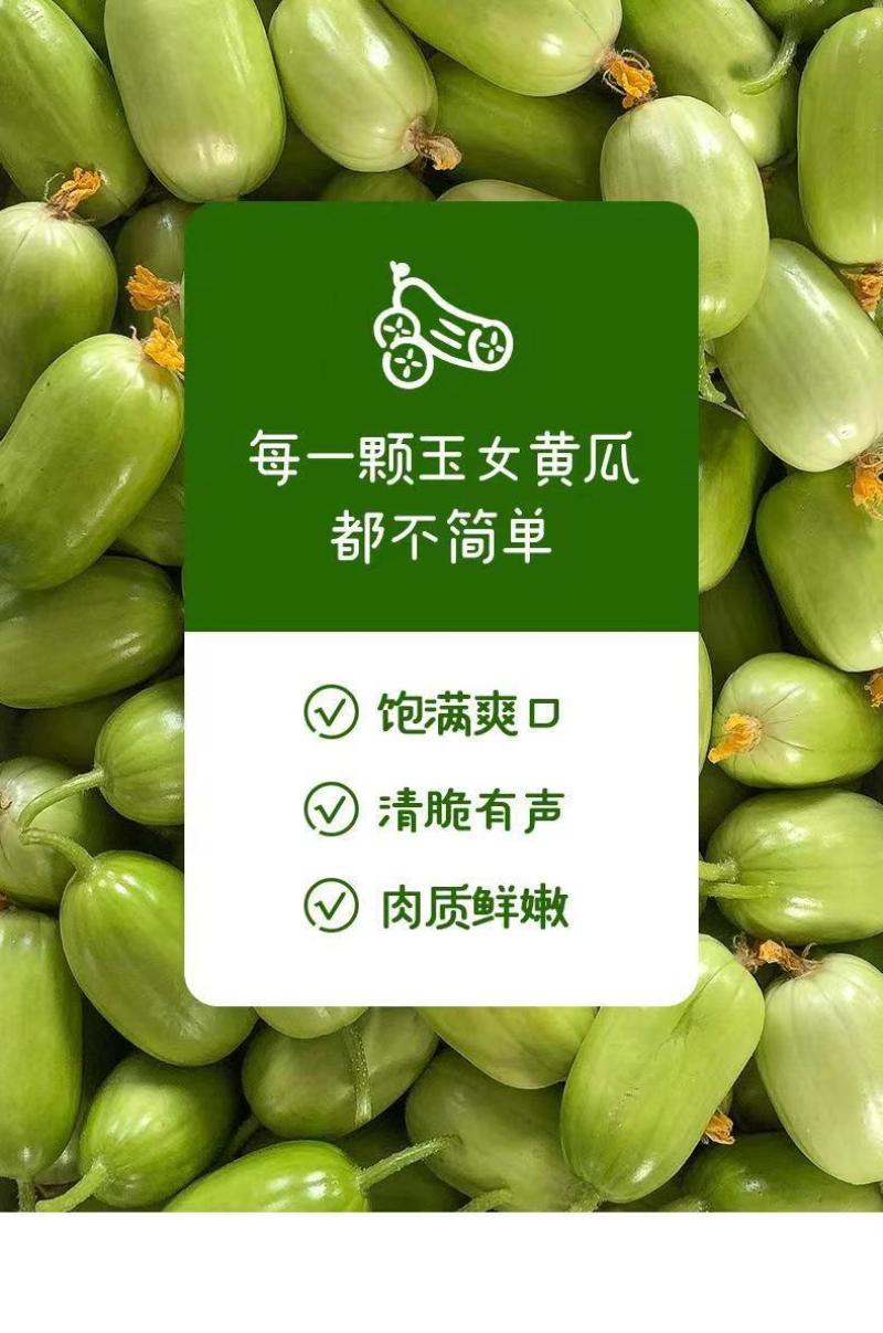 玉女水果黄瓜新鲜生吃当季现摘金童玉女小黄瓜黄瓜应季水果