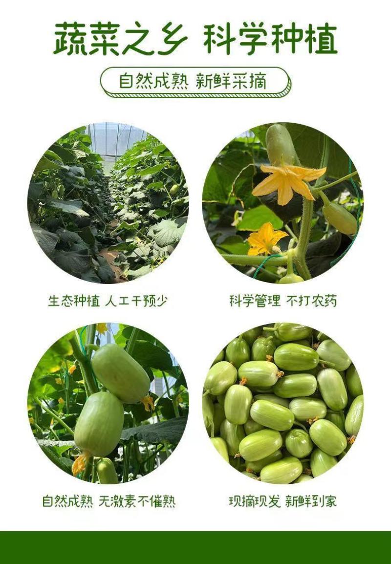 玉女水果黄瓜新鲜生吃当季现摘金童玉女小黄瓜黄瓜应季水果