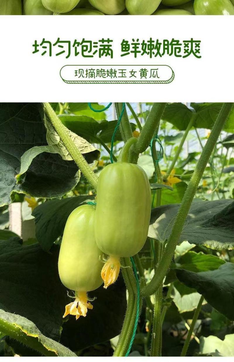 玉女水果黄瓜新鲜生吃当季现摘金童玉女小黄瓜黄瓜应季水果