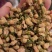 玳玳花