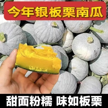 【推荐】陕西银栗南瓜货源充足对接加工厂欢迎致电咨询